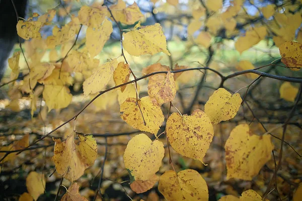 黄色い葉ボケ季節の背景 美しい秋の葉黄色い枝抽象的な背景 葉の秋の概念 — ストック写真