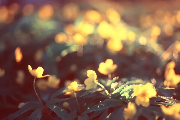 Ranunkeln Blumen Hintergrund Abstrakten Hintergrund Saisonal Frühling Sommer Natur Blume — Stockfoto