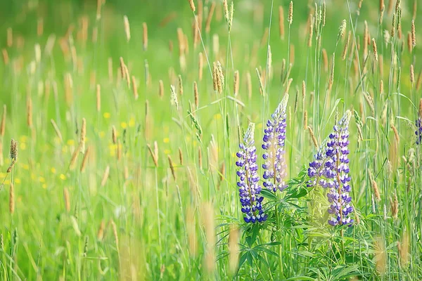Lupins Dans Champ Fleurs Été Pourpre Fleurs Sauvages Nature Paysage — Photo