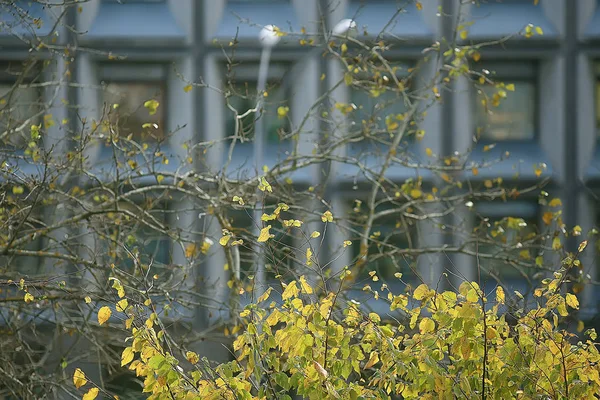Parkta Sonbahar Manzara Mevsimlik Sarı Manzara Düşmüş Yaprakları Ile Güneşli — Stok fotoğraf
