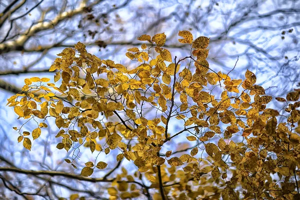 Odgałęzienia Pozostawia Żółte Tło Abstrakcja Sezonowe Tło Spada — Zdjęcie stockowe