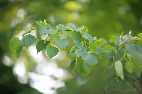 Grüne Zweige Blätter Hintergrund Abstrakte Ansicht Saisonale Sommer Wald Laub — Stockfoto