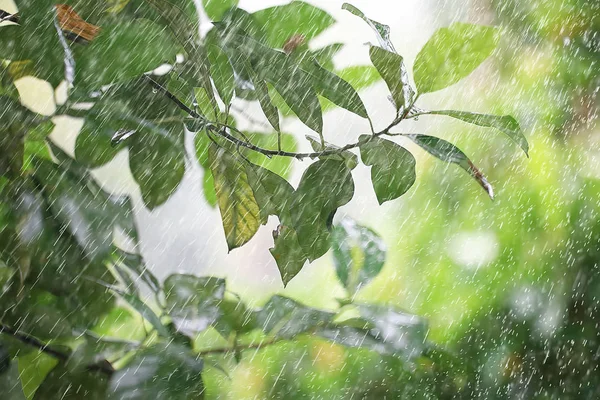 Deszcz Krople Pogoda Mokrej Koncepcji Pogody Abstrakcyjne Krople Strumienie Wody — Zdjęcie stockowe