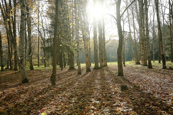 Podzimní Krajina Parku Sezonní Žlutá Krajina Slunný Park Padlým Listí — Stock fotografie