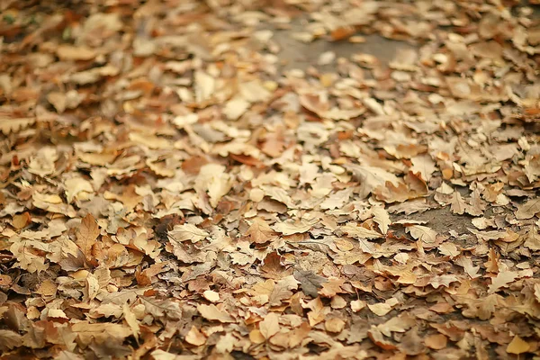 Yellow Leaves Bokeh Seasonal Background Beautiful Autumn Leaves Yellow Branches — Stock Photo, Image