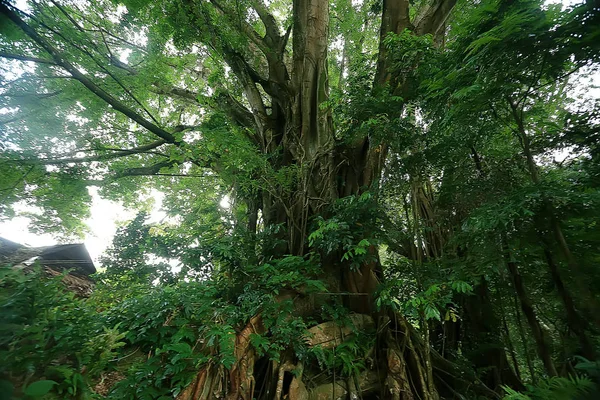 Paisagem Parque Verão Vista Sazonal Árvores Verdes Verão Conceito Natureza — Fotografia de Stock