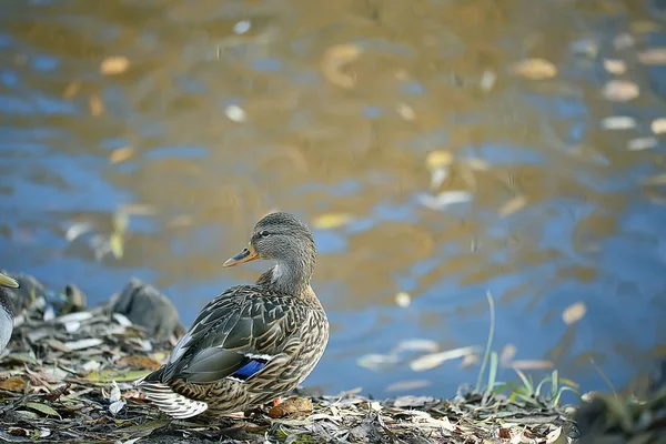 Duck Autumn Park Pond Bird Pond Park Mallard Migratory Bird — Stock Photo, Image