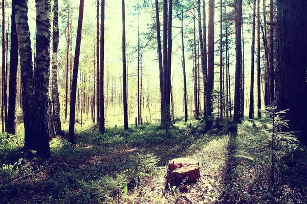 夏の森の風景 緑の木夏の景色 森の中のハイキング 晴れた日 — ストック写真