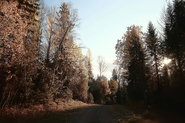 Herfst Landschap Het Park Seizoensgebonden Geel Landschap Zonnig Park Met — Stockfoto