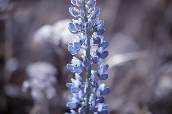 Lupine Het Veld Zomer Bloemen Paarse Wilde Bloemen Natuur Landschap — Stockfoto