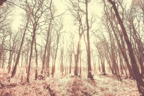 Podzimní Krajina Parku Sezonní Žlutá Krajina Slunný Park Padlým Listí — Stock fotografie