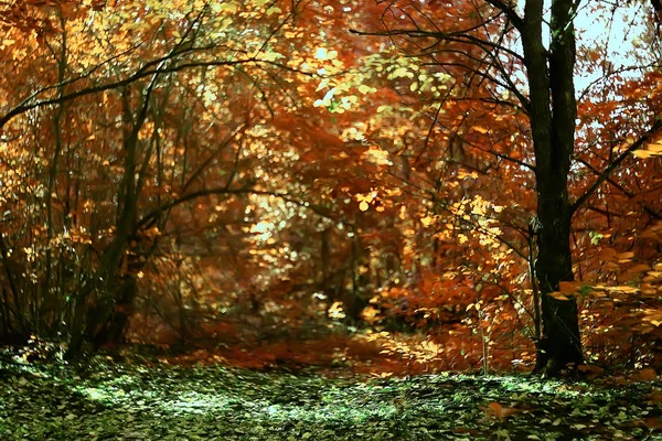 美しい秋の公園の風景 黄色い葉の木 秋の風景 葉の秋 — ストック写真