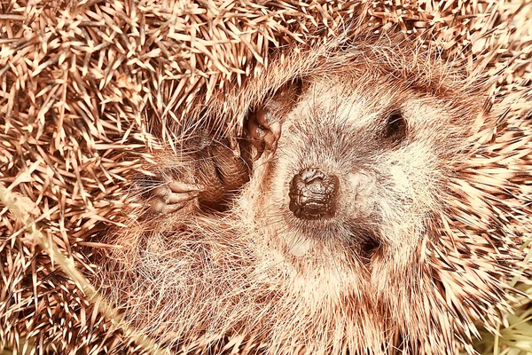 Egel Herfst Bos Wild Dier Herfst Bos Natuur Schattige Kleine — Stockfoto