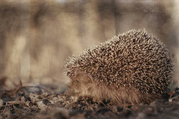 Igel Herbstwald Wildtier Herbstwald Natur Niedlicher Kleiner Stacheliger Igel — Stockfoto