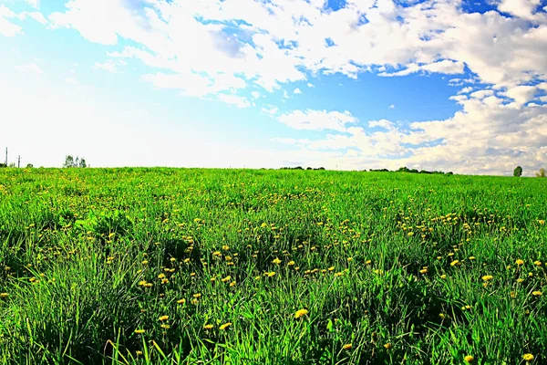 Dandelions Field City Abstract Summer Landscape Field Yellow Flowers Suburbs — Stock Photo, Image