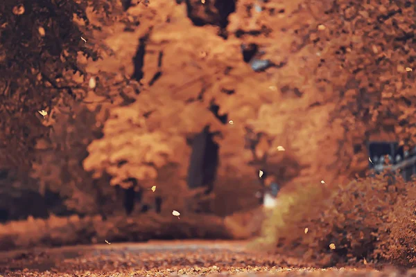 Пейзаж Осеннем Парке Концепция Природа Сезонный Пейзаж Сезон Осень Лес — стоковое фото