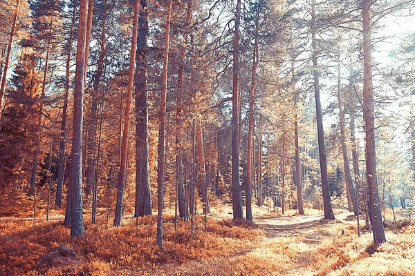 가을숲 가을숲의 가을의 자연경관 — 스톡 사진