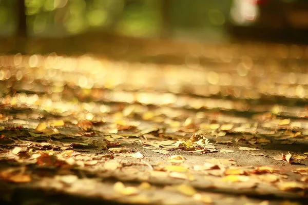 秋の森北 秋の森の風景 秋の季節の自然景観 — ストック写真