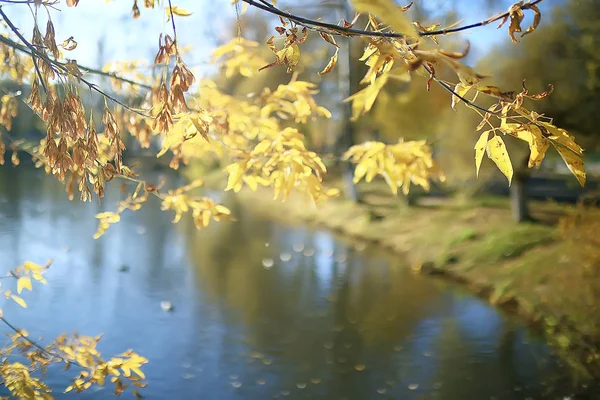 枝叶黄色背景 抽象季节性背景落叶美丽的照片 — 图库照片