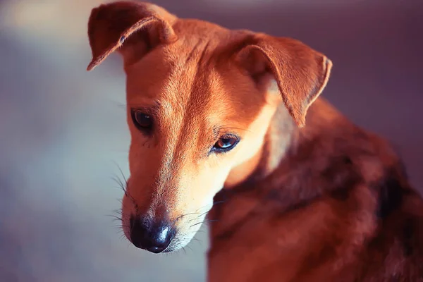 Triste Cachorro Rafeiros Pequeno Cão Retrato Olhando Para Câmera — Fotografia de Stock