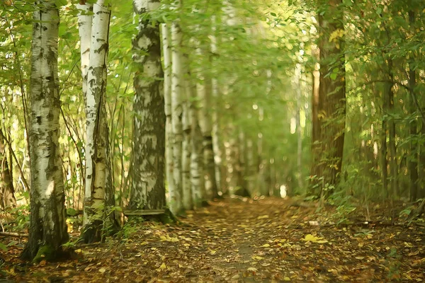Yeşil Dalları Arka Plan Bırakır Soyut Görünüm Mevsimlik Yaz Ormanı — Stok fotoğraf