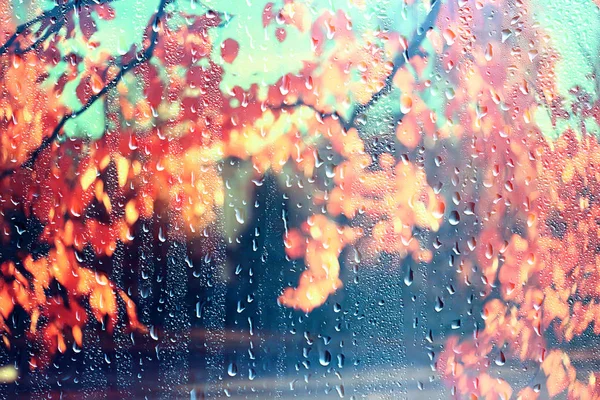 雨窓秋の公園の枝は黄色 抽象的な秋の背景 雨の窓の風景 天気10月の雨を残します — ストック写真