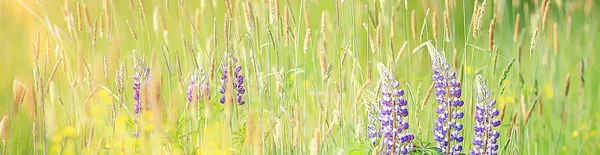 在田野里 夏天的花朵紫色野花 景观在外地在夏天 — 图库照片