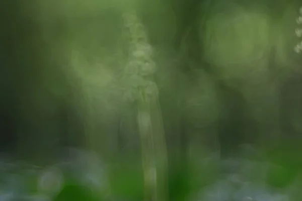 Rami Verdi Foglie Fondo Astratto Vista Stagionale Estate Foresta Fogliame — Foto Stock