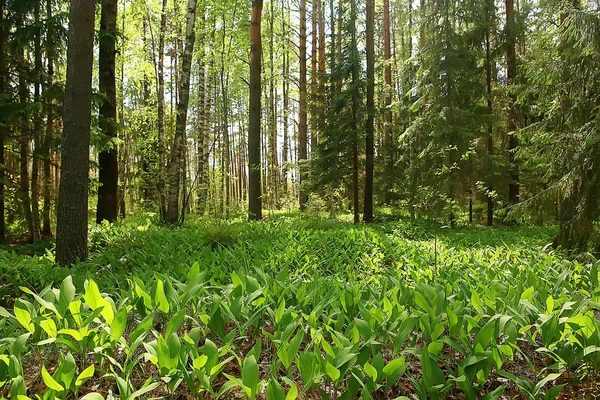 Paesaggio Forestale Estivo Attenzione Selettiva — Foto Stock