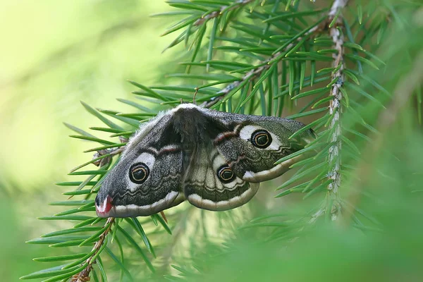 蝶孔雀目夜行性 昆虫美しい蝶孔雀目 野生で — ストック写真