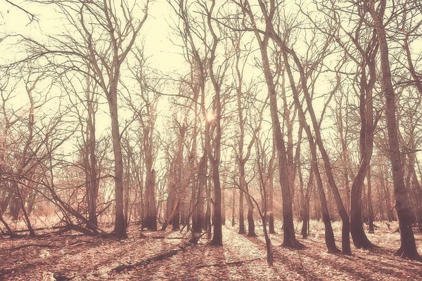 Desfocado Outono Fundo Parque Amarelo Papel Parede Floresta Outono Conceito — Fotografia de Stock