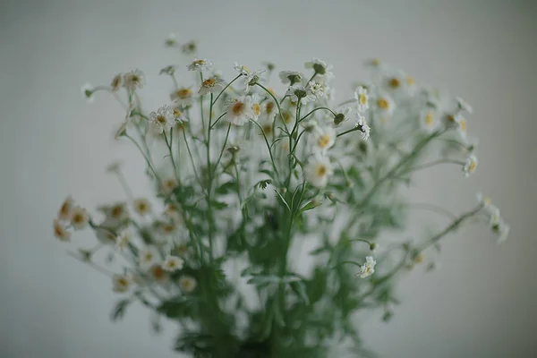 ヒナギクの花束 コンセプト夏のロマンチックな贈り物 家庭的な 野生の野生の花の花束 — ストック写真