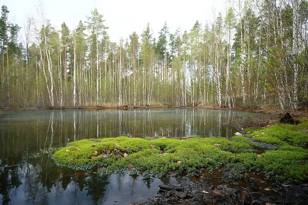 Őszi Erdő Észak Táj Őszi Erdőben Északi Természeti Nézet Őszi — Stock Fotó