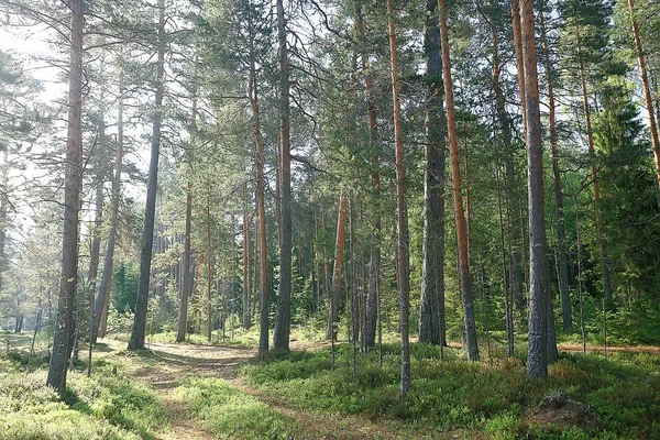 Τοπίο Στο Θερινό Δάσος Πράσινα Δέντρα Καλοκαιρινή Θέα Πεζοπορία Στο — Φωτογραφία Αρχείου