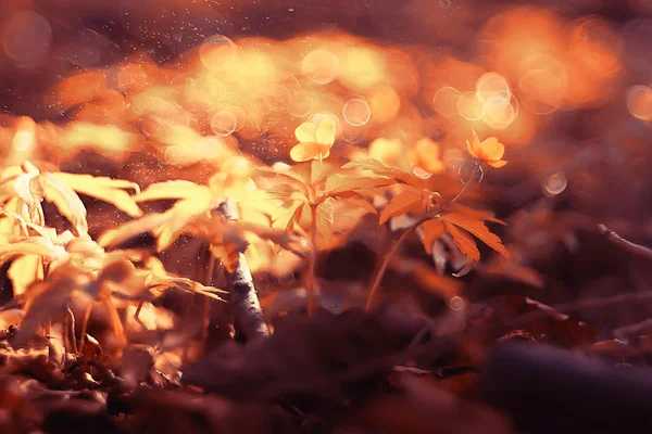 ボケの花フィールドハイライトマジック 風景野生の花抽象的な自然の背景を日没マクロ — ストック写真