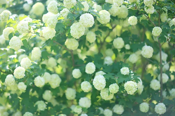 Viburnum Bulbana Esinesencenmin Στους Θάμνους Στον Κήπο Κήπο Θάμνοι Του — Φωτογραφία Αρχείου