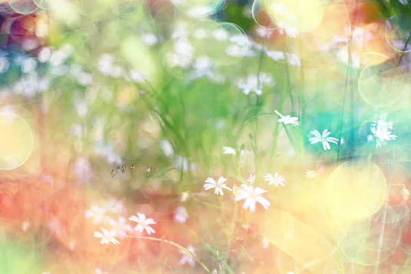 Wild Wildflowers Field Nature Landscape Abstrait Background View Summer Flowers — Photo