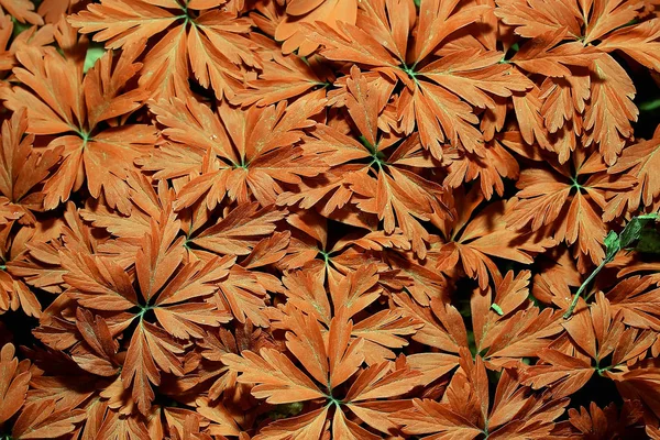 Gelbes Gras Blätter Von Oben Ansicht Wildes Feld Indischen Sommer — Stockfoto