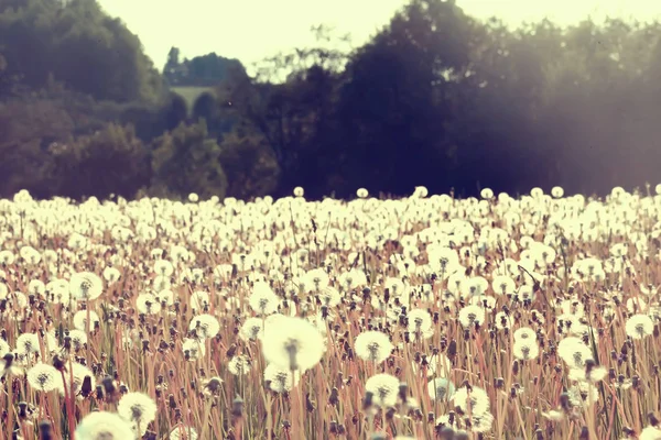 White Dandelion Field Fluff Flies Dandelion Seeds Summer Wild Flowers — Stock Photo, Image