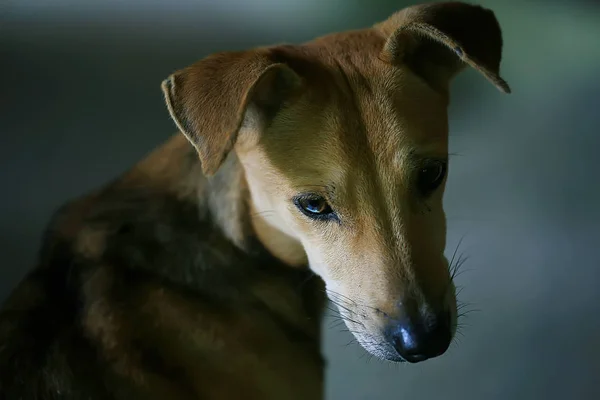 Θλιβερό Κουταβιών Μικρό Πορτρέτο Σκύλου Κοιτάζοντας Την Κάμερα — Φωτογραφία Αρχείου