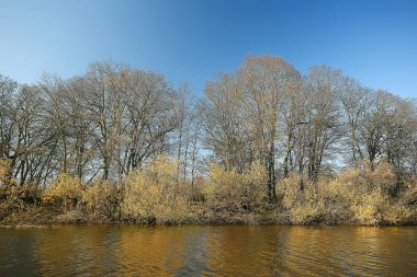 parkta sonbahar manzara / mevsimlik sarı manzara düşmüş yaprakları ile güneşli park