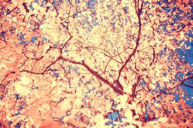 sarı yapraklar bokeh mevsimsel arka plan / güzel sonbahar yaprakları sarı dalları soyut arka plan, yaprak sonbahar kavramı