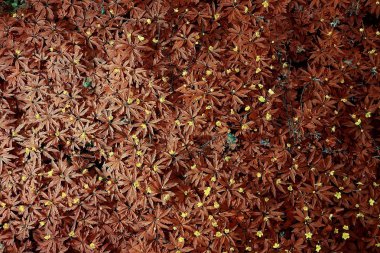 sarı çim doğa üzerinde manzara vahşi alan Hint yaz / manzara sonbahar görünümü üst görünüm bırakır