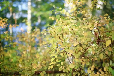 yeşil dalları arka plan bırakır / soyut görünüm mevsimlik yaz ormanı, yeşillik yeşil, eko kavram