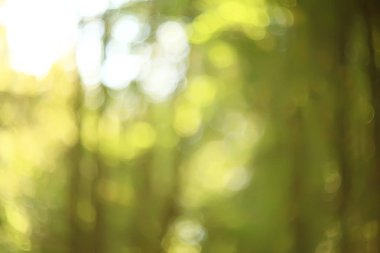 yeşil dalları arka plan bırakır / soyut görünüm mevsimlik yaz ormanı, yeşillik yeşil, eko kavram