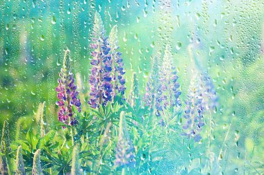 pencere bulanık arka plan dışında yağmurlu bir günde yaz yağmur ıslak cam / soyut arka plan manzara