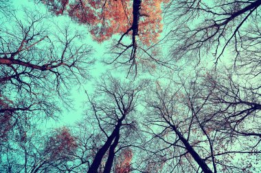 dalları sonbahar üst arka plan / soyut mevsimlik gökyüzü arka plan