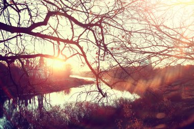 dalları sarı arka plan / soyut mevsimsel arka plan düşen güzel fotoğraf yaprakları bırakır bırakır