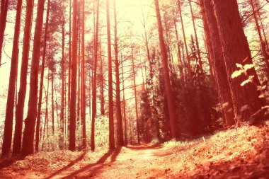 sonbahar orman kuzey / sonbahar orman peyzaj, kuzey, sonbahar sezonunda doğa görünümü