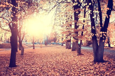 sarı bir parkta sonbahar parkı güneş manzara / mevsimlik sonbahar manzara, Ekim ayında gün batımında güneş ışınları